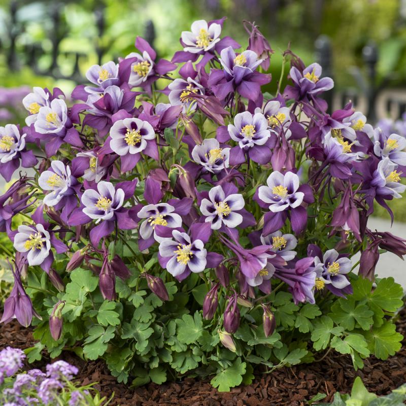 Aquilegia Earlybird Purple White- кандилка ниска в лилаво и бяло, хибрид (1497)